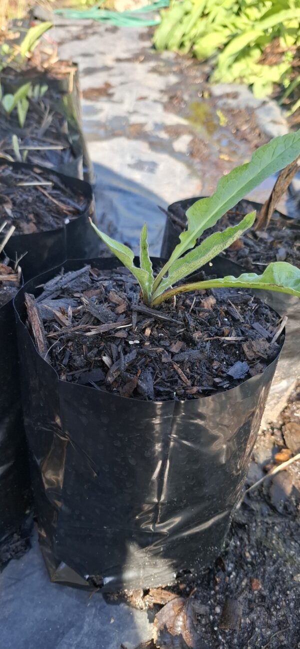 Comfrey Symphytum 15cm