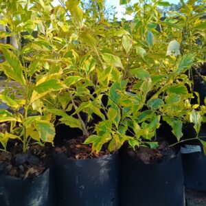 JPEG_20260729_095932_1906160507879939938-scaled.jpg Duranta Goldmine