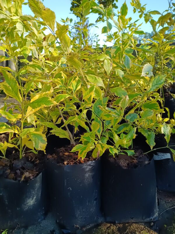 JPEG_20260729_095932_1906160507879939938-scaled.jpg Duranta Goldmine