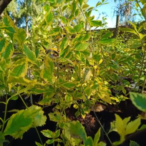 JPEG_20260729_105431_558254344531365888-scaled.jpg Duranta Goldmine 10L