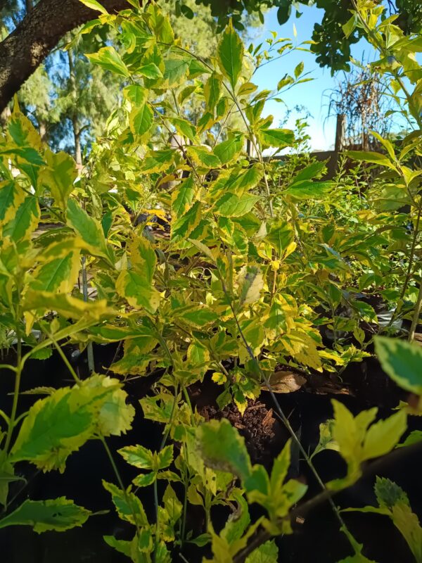 JPEG_20260729_105431_558254344531365888-scaled.jpg Duranta Goldmine 10L