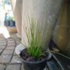 JPEG_20260730_111418_6300564390585182169-scaled.jpg Ornithogalum Graminifolium Grass Leaved Star