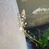 JPEG_20260730_111445_4177895320775297739-scaled.jpg Ornithogalum Graminifolium Grass Leaved Star