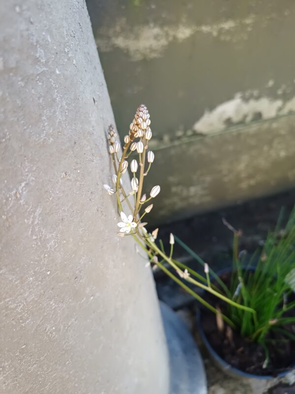 JPEG_20260730_111445_4177895320775297739-scaled.jpg Ornithogalum Graminifolium Grass Leaved Star