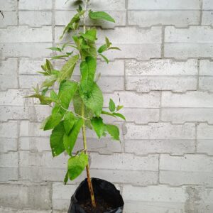 Buddleja madagascariensis