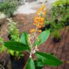 JPEG_20260804_092852_8399297062665462257-scaled.jpg Buddleja madagascariensis