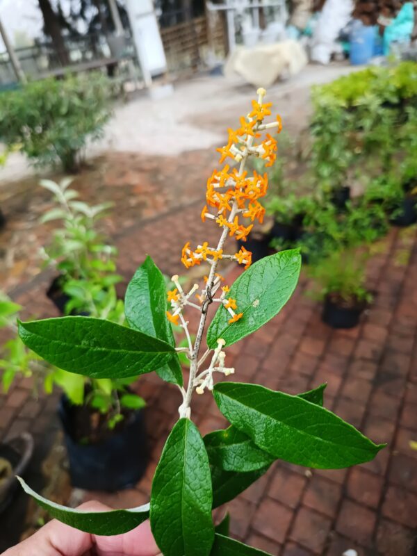 JPEG_20260804_092852_8399297062665462257-scaled.jpg Buddleja madagascariensis