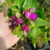 JPEG_20260804_103241_7128986316382898377-scaled.jpg Polygala Fruticosa 10kg