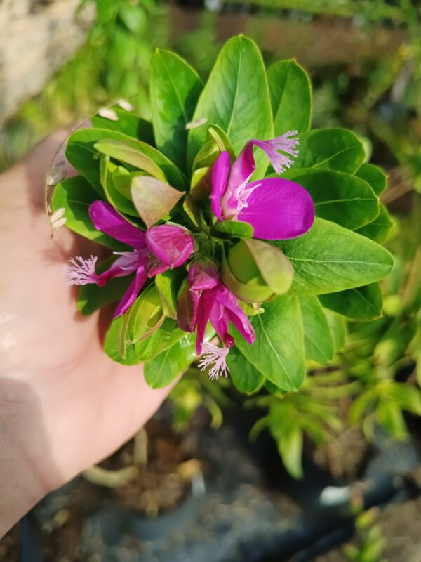 JPEG_20260804_103241_7128986316382898377-scaled.jpg Polygala Fruticosa 10kg