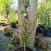Solanum Jasminoides Potato Creeper 10L