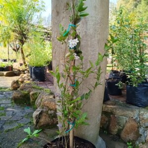 Solanum Jasminoides Potato Creeper 10L