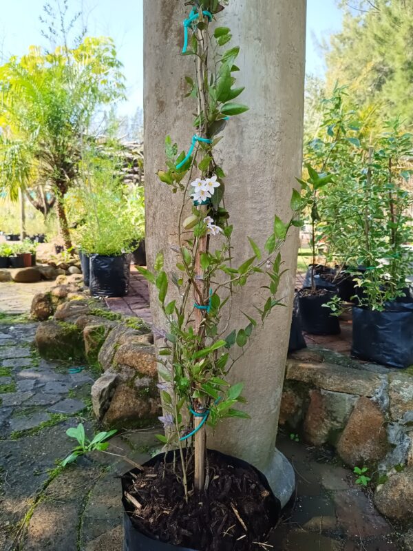 Solanum Jasminoides Potato Creeper 10L