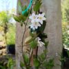 Solanum Jasminoides Potato Creeper 10L
