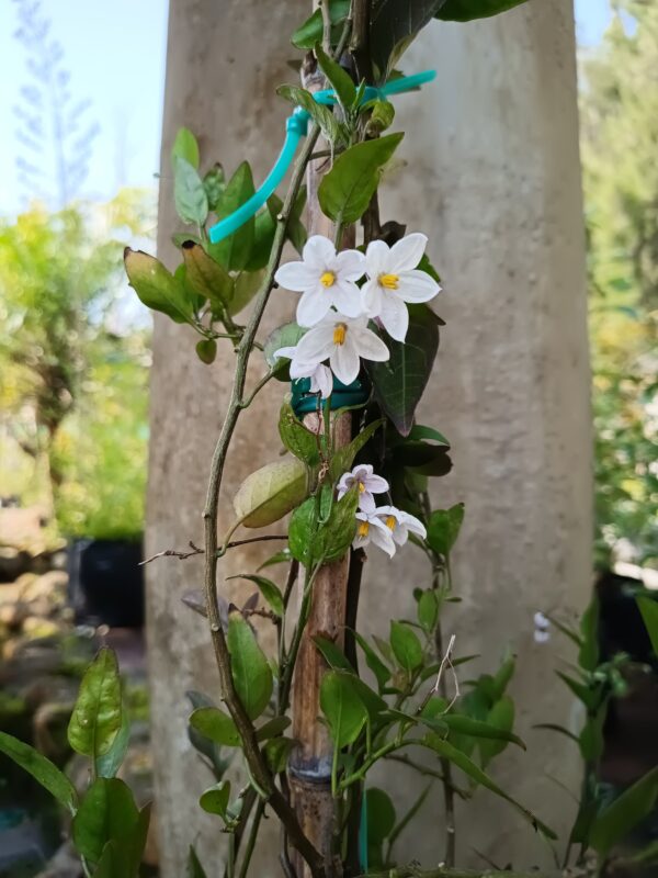 Solanum Jasminoides Potato Creeper 10L