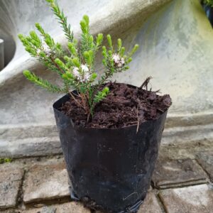 Agathosma ciliaris (Sweet Anise Buchu)