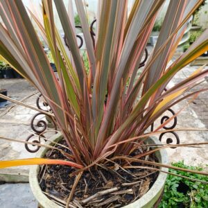 Phormium Tenax Pink Stripe