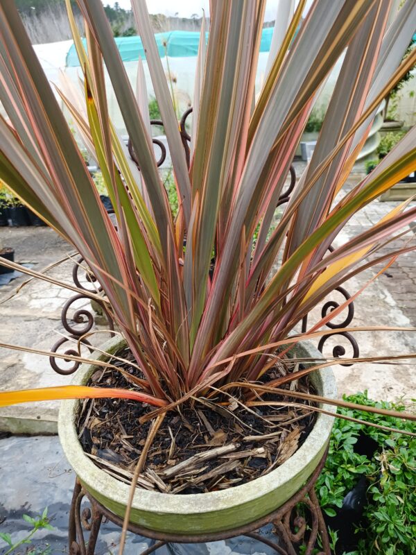 Phormium Tenax Pink Stripe