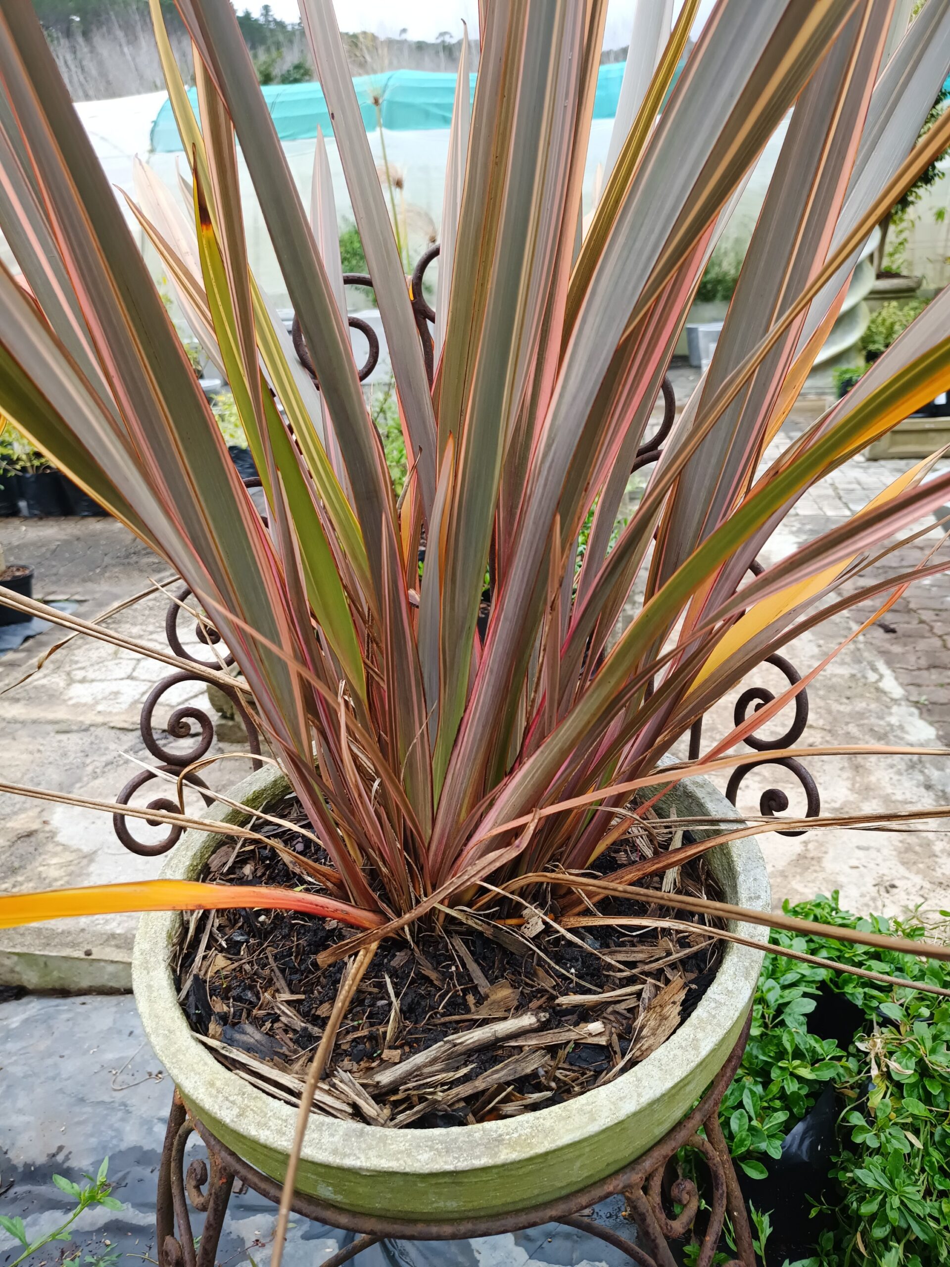 Phormium Tenax Pink Stripe