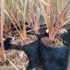 Phormium Tenax Pink Stripe