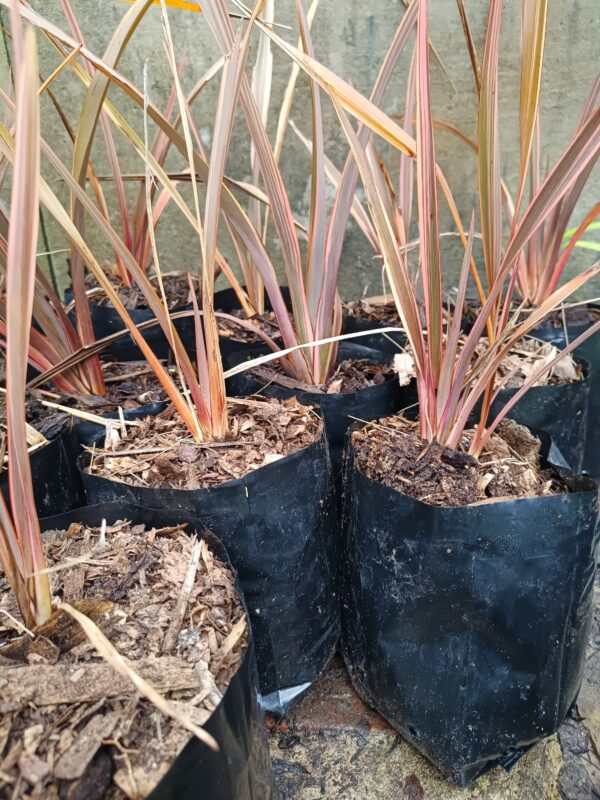 Phormium Tenax Pink Stripe