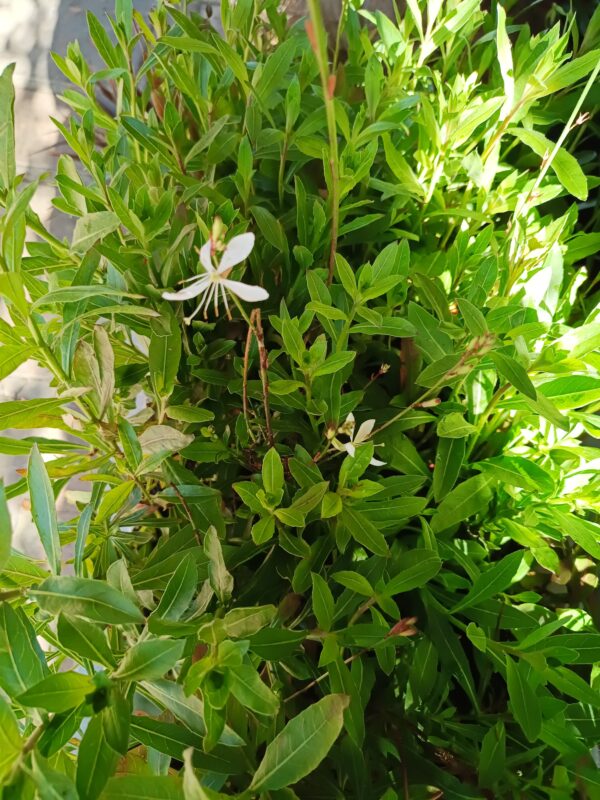 JPEG_20260807_103759_4444438935833100243-scaled.jpg Gaura Linderheinerii White Plugs