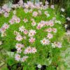 ARGYRANTHEMUM FRUTESCENS Marguerite Daisy - Large light Pink 15cm