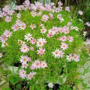 JPEG_20260810_135227_6414500342727414234-scaled.jpg ARGYRANTHEMUM FRUTESCENS Marguerite Daisy - Large light Pink 15cm