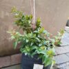 JPEG_20260827_113541_4367961563817802782-scaled.jpg Jasminum multipartum 10l (Boere-jasmyn)