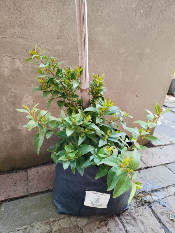 JPEG_20260827_113541_4367961563817802782-scaled.jpg Jasminum multipartum 10l (Boere-jasmyn)
