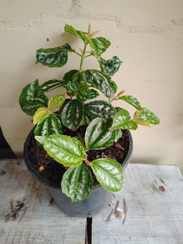 Pilea cadierei