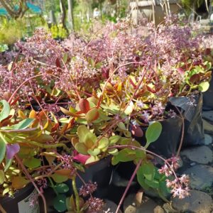 JPEG_20260908_111759_5285963482745480061-scaled.jpg Crassula Multicava Purple