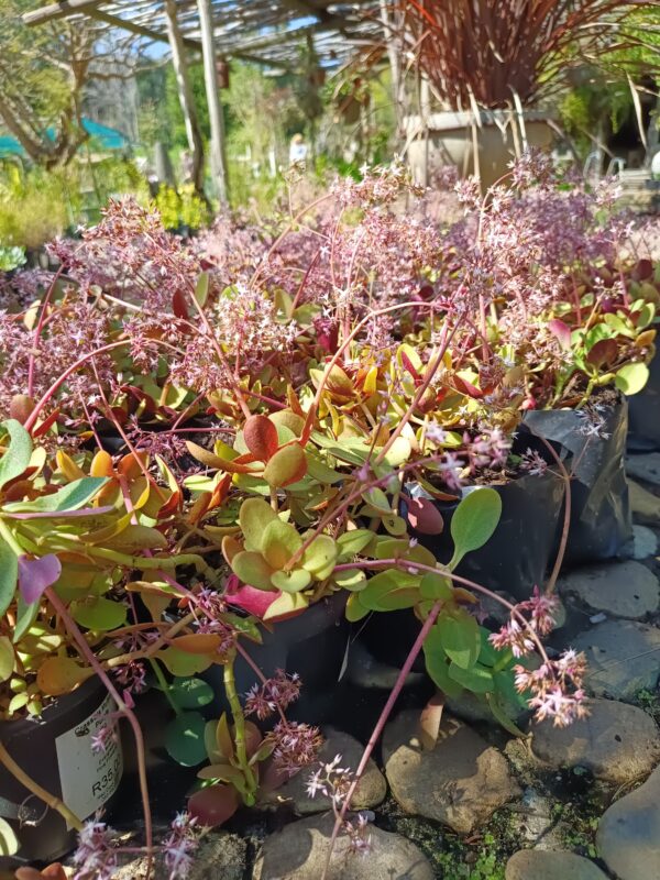 Crassula Multicava Purple