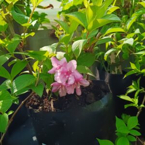 Weigelia Florida 10lt