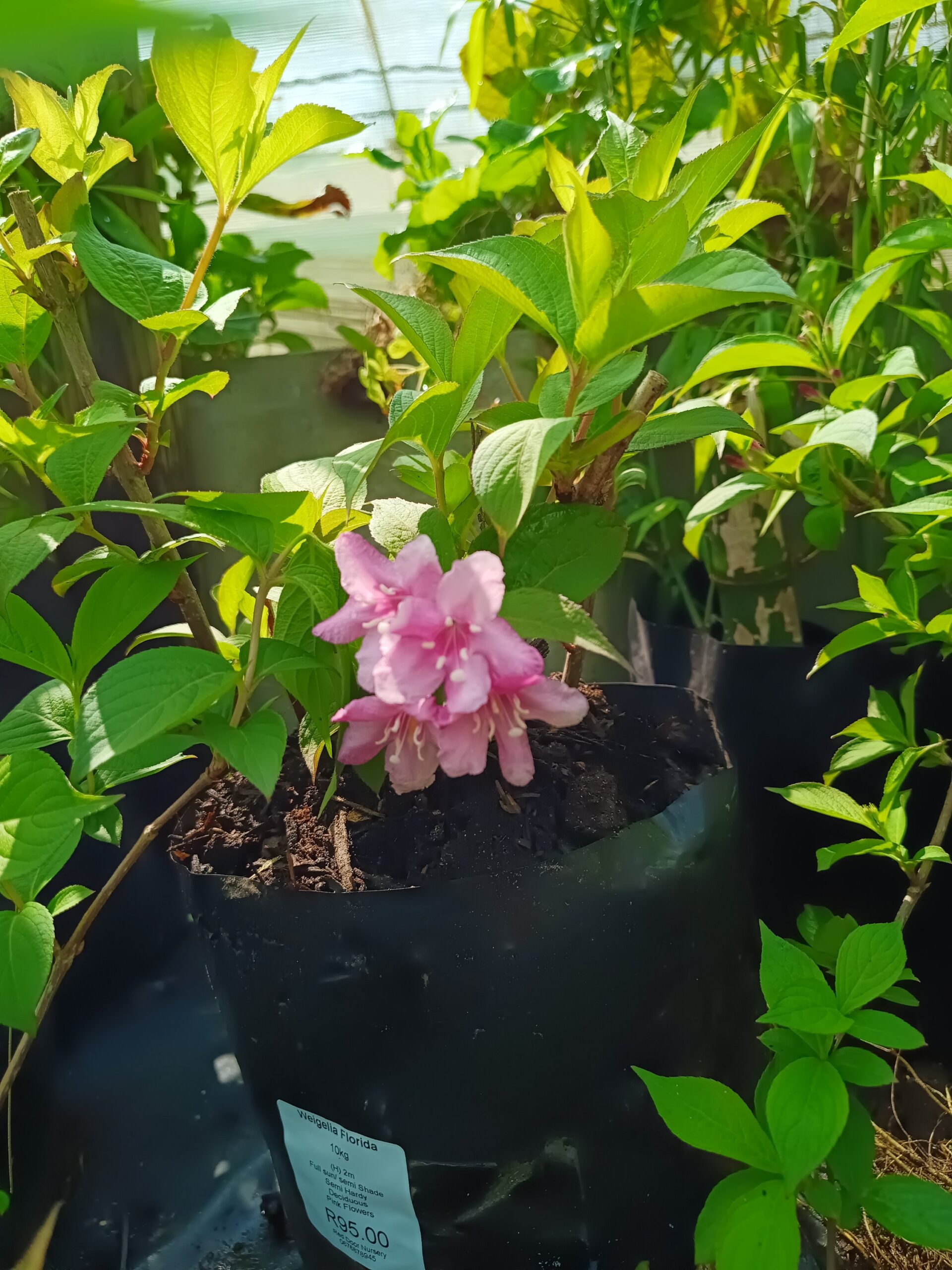 Weigelia Florida 10lt