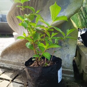 Weigelia Florida 5lt