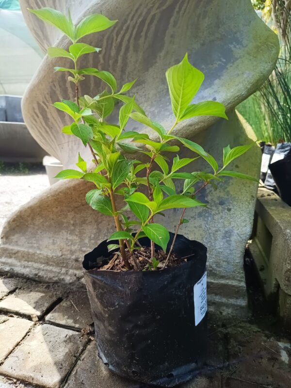 JPEG_20260909_122148_2441632403213541673-scaled.jpg Weigelia Florida 5lt
