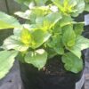 Hydrangea Macrophylla