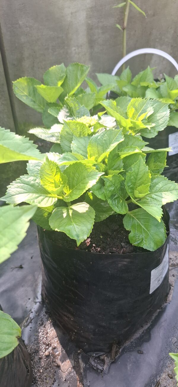 Hydrangea Macrophylla