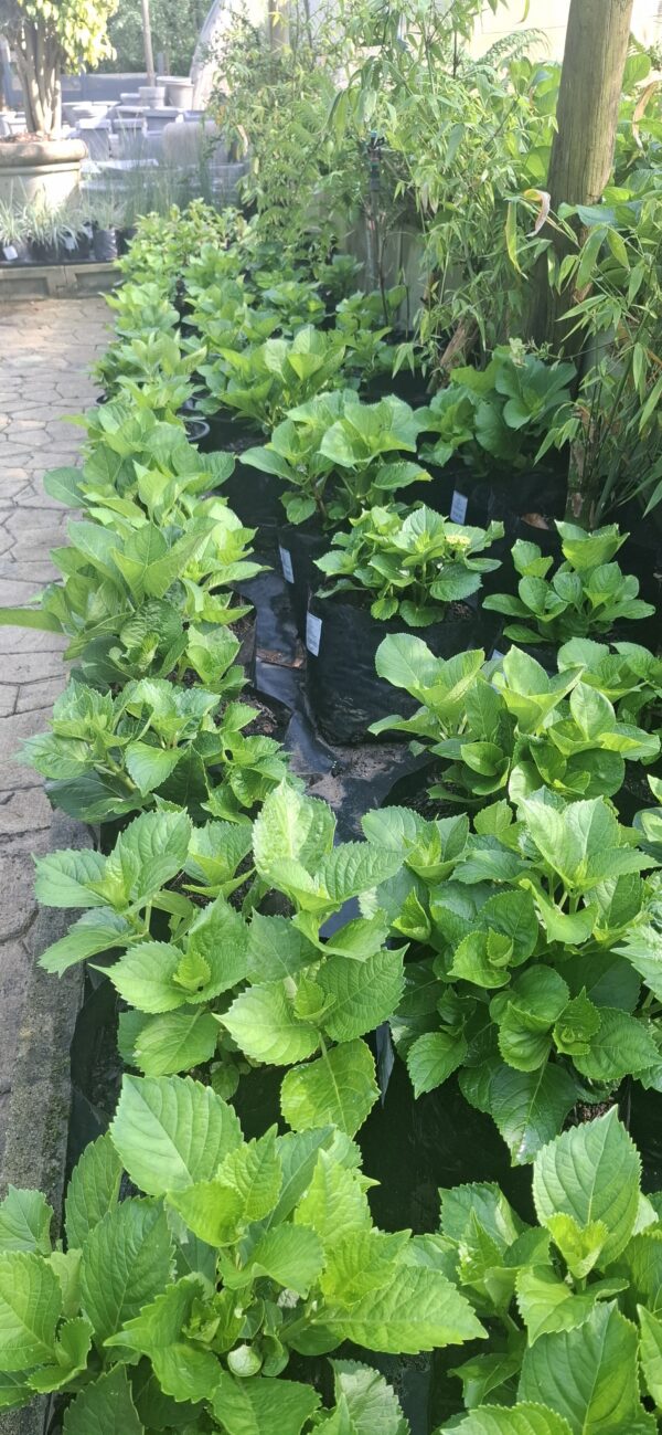 Hydrangea Macrophylla