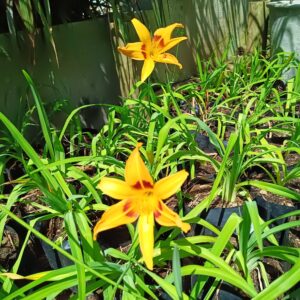 JPEG_20260928_120508_3009134043369348757-scaled.jpg Hemerocallis Mixed Day Lily