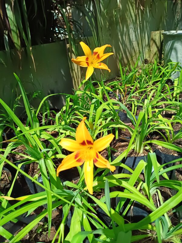 JPEG_20260928_120508_3009134043369348757-scaled.jpg Hemerocallis Mixed Day Lily