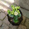 JPEG_20260928_142438_1316610025736100969-scaled.jpg Kalanchoe blossfeldiana