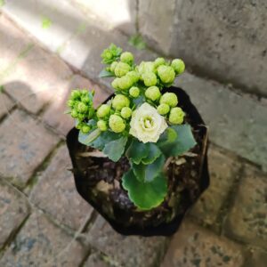 JPEG_20260928_142438_1316610025736100969-scaled.jpg Kalanchoe blossfeldiana