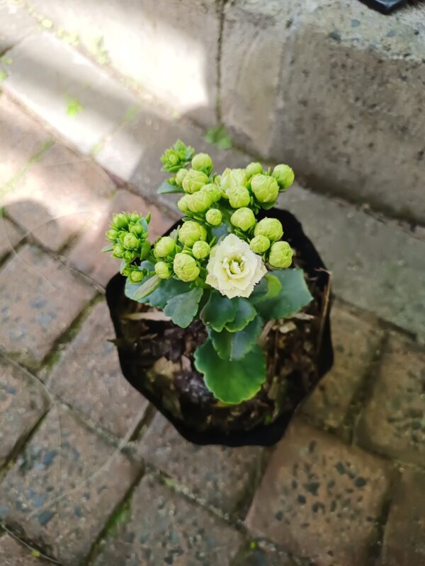JPEG_20260928_142438_1316610025736100969-scaled.jpg Kalanchoe blossfeldiana