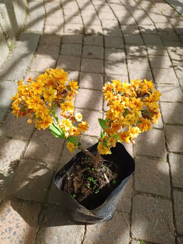 JPEG_20260928_142747_4120521752925673906-scaled.jpg Kalanchoe blossfeldiana