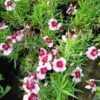 JPEG_20260928_143745_6375556502506923101-scaled.jpg Dianthus