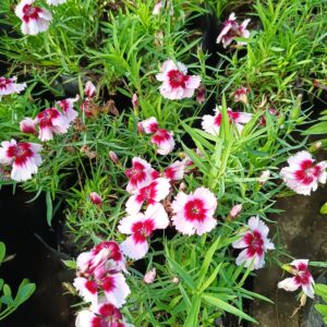 JPEG_20260928_143745_6375556502506923101-scaled.jpg Dianthus