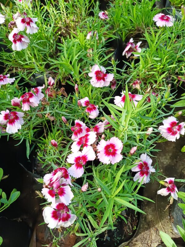 JPEG_20260928_143745_6375556502506923101-scaled.jpg Dianthus