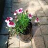 JPEG_20260928_143802_8495143377634753038-scaled.jpg Dianthus