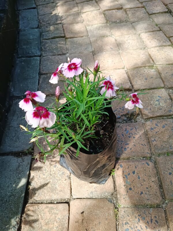 JPEG_20260928_143802_8495143377634753038-scaled.jpg Dianthus